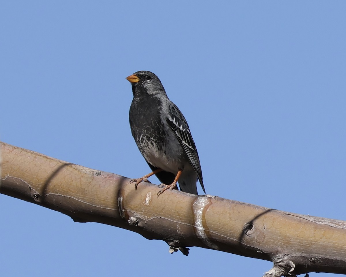 Mourning Sierra Finch - ML627394990