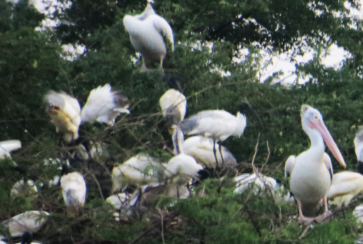 Spot-billed Pelican - ML627395019