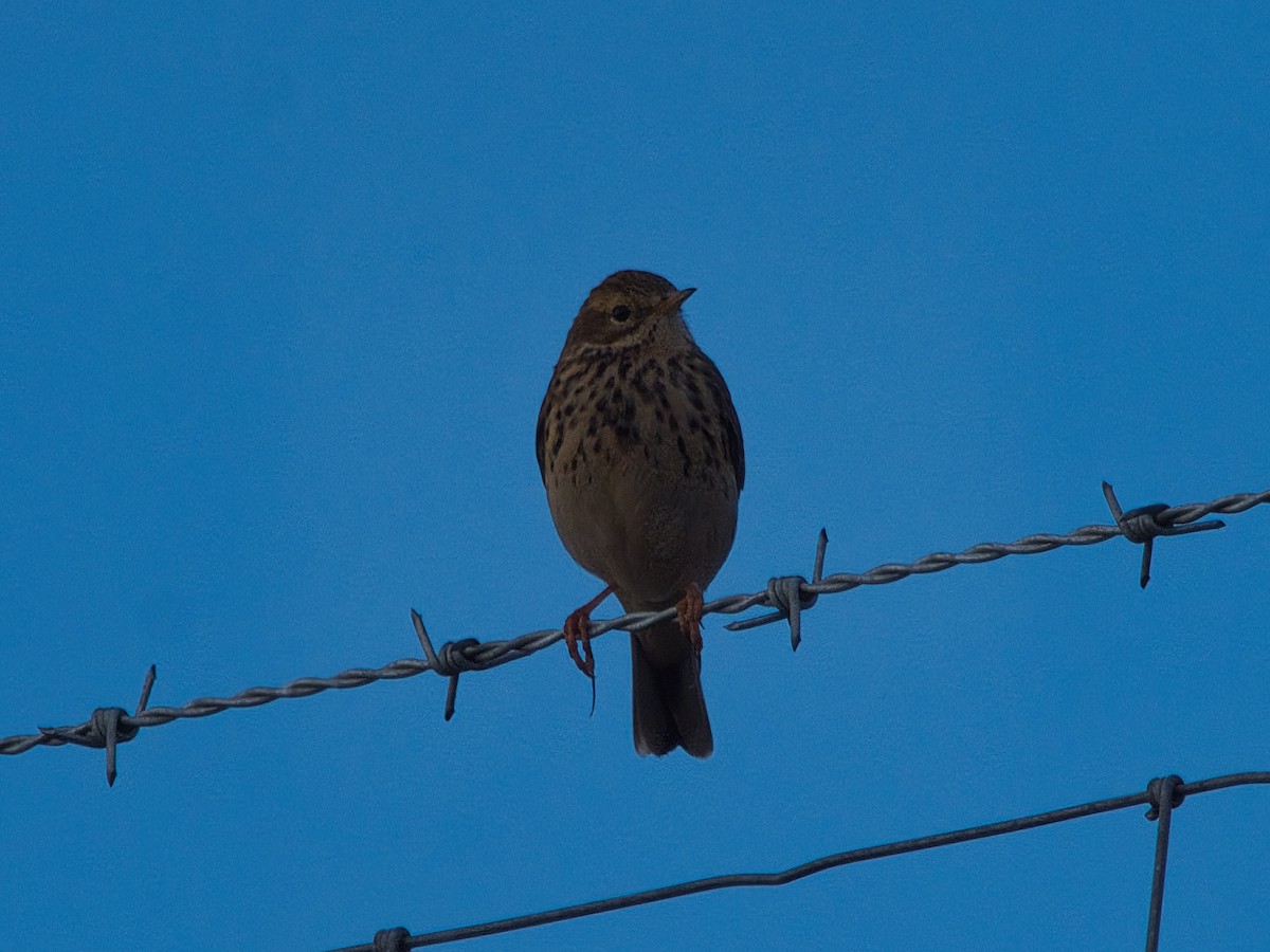 Meadow Pipit - ML627395021