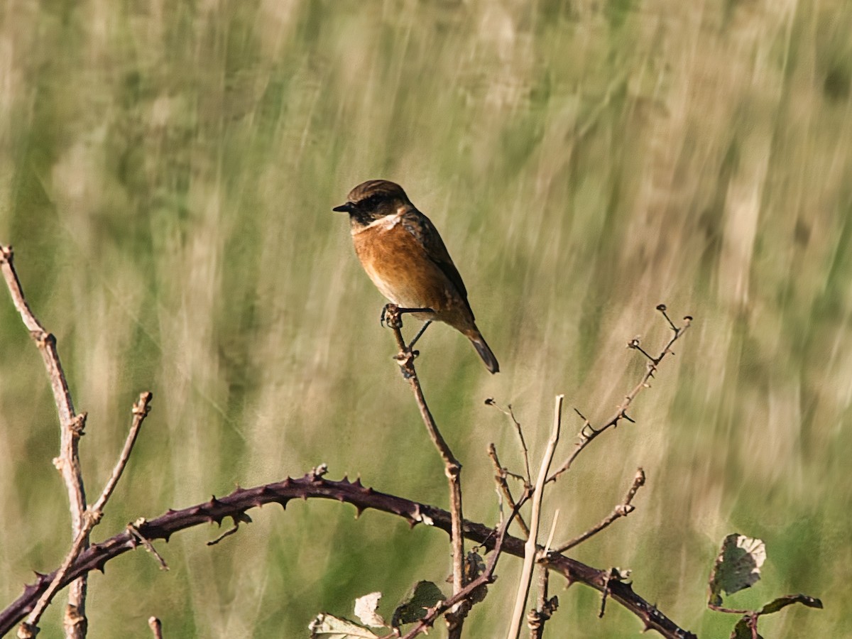 European Stonechat - ML627395029