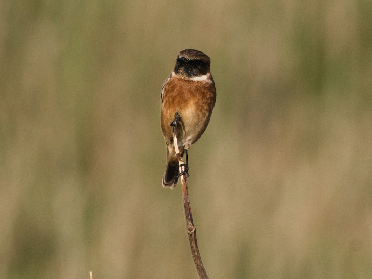 European Stonechat - ML627395030