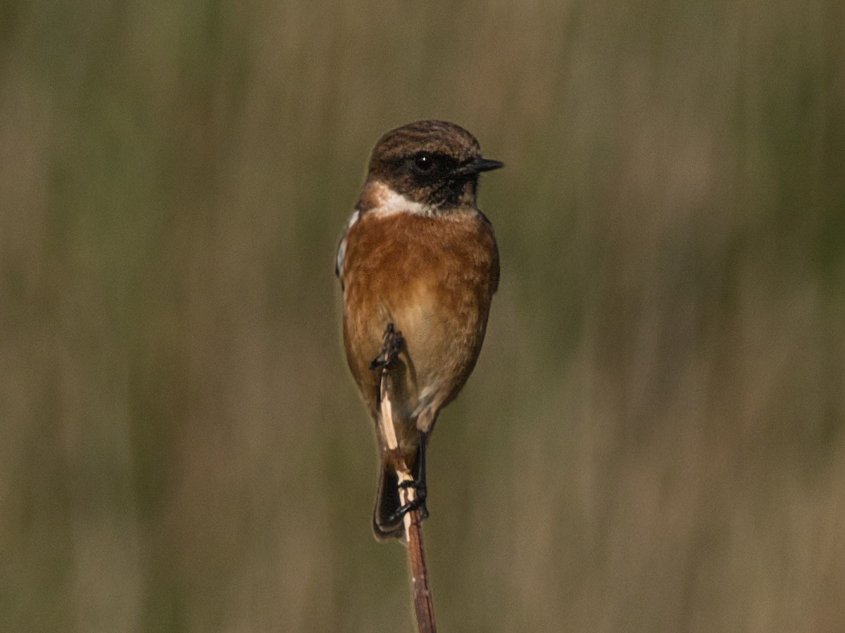 European Stonechat - ML627395031