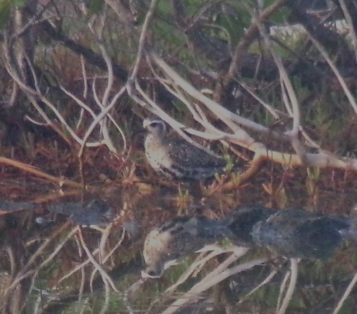 American Golden-Plover - ML627395059