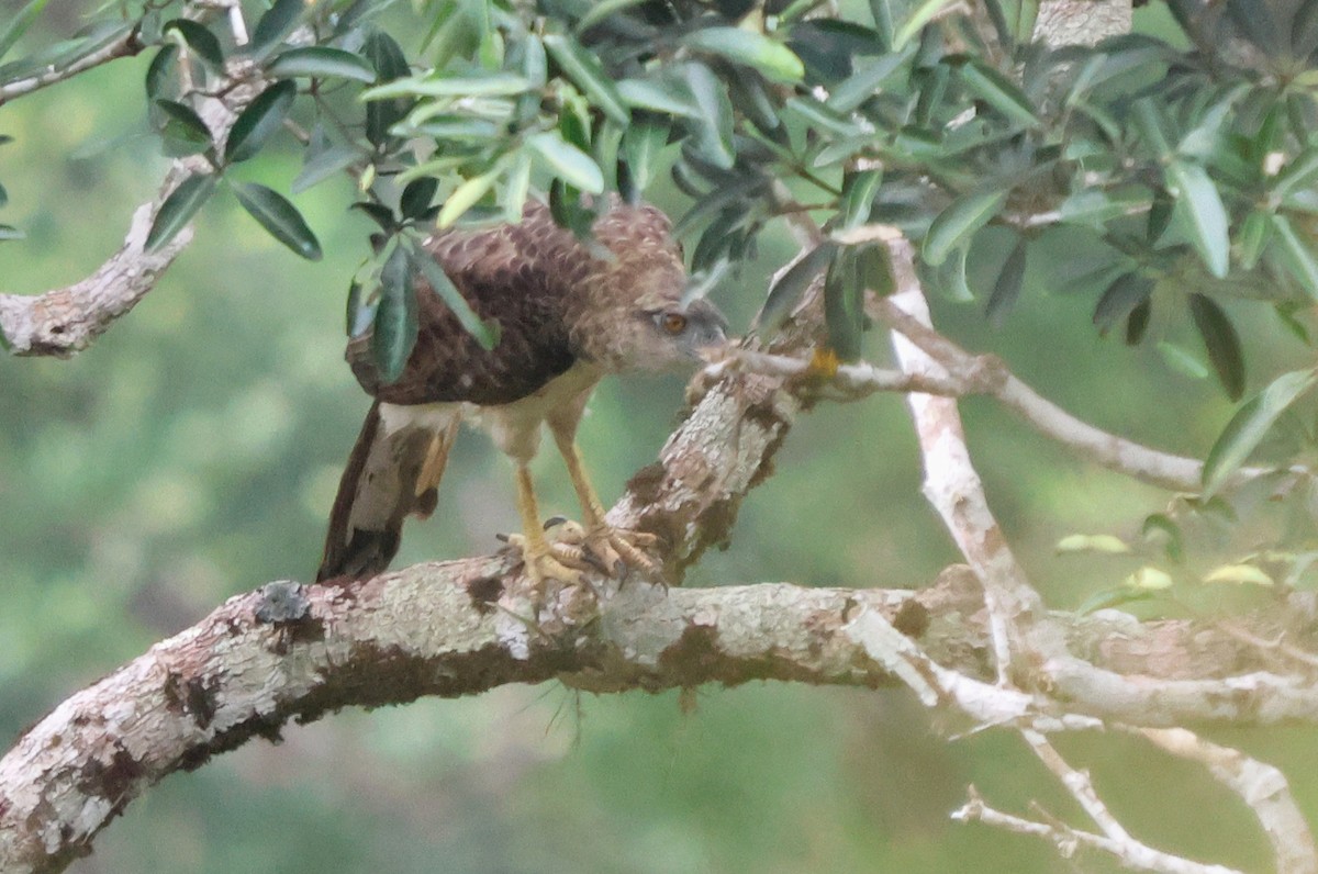 New Guinea Eagle - ML627395354