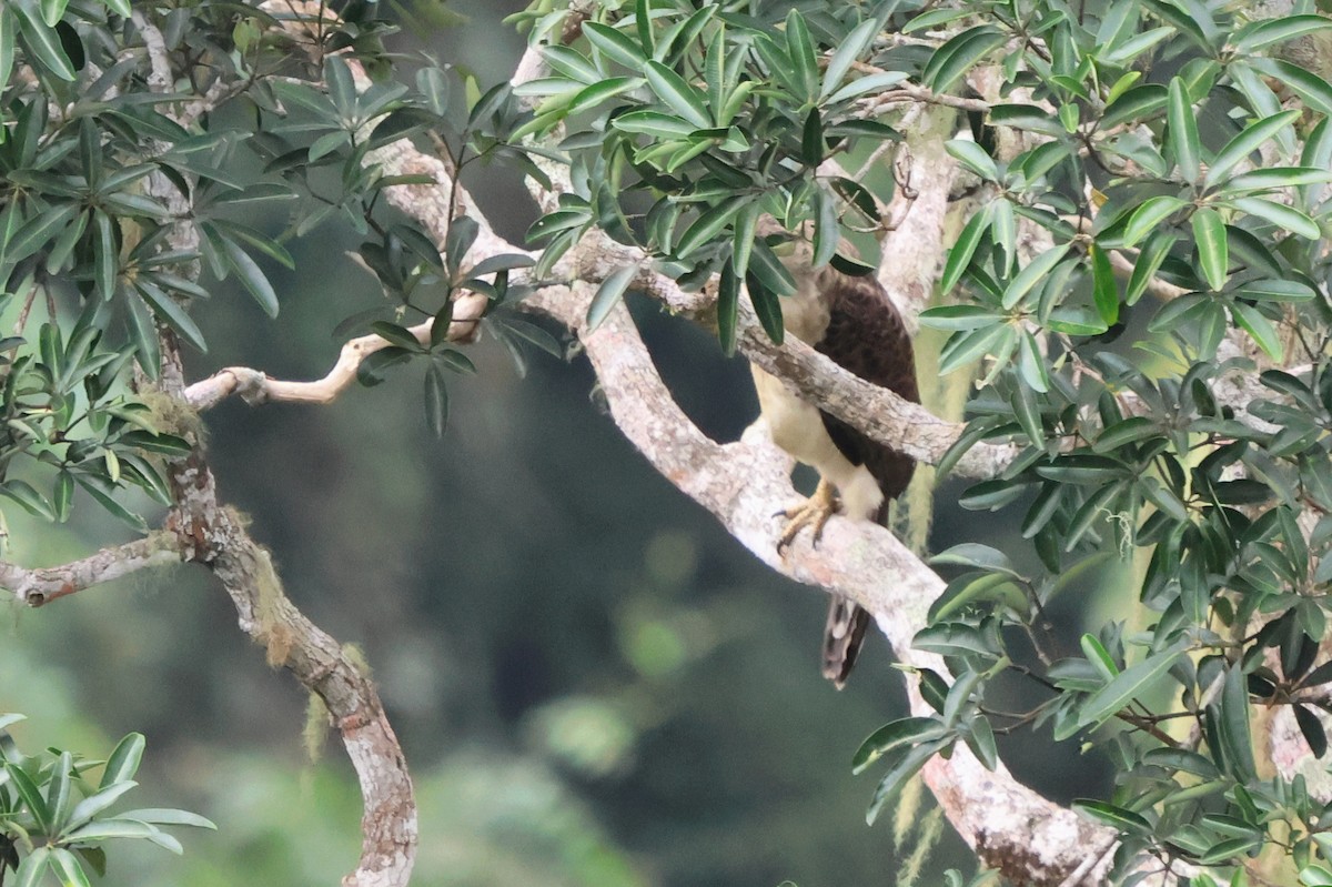 New Guinea Eagle - ML627395356
