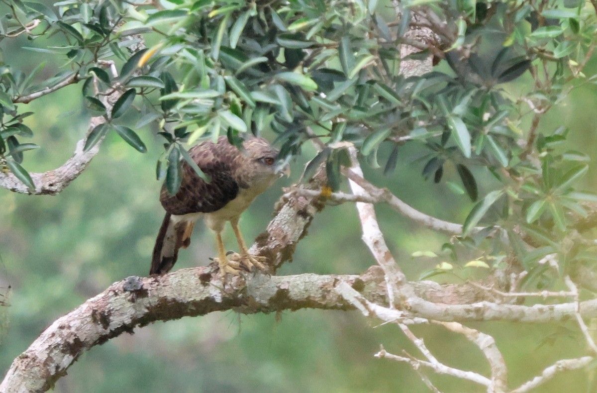 New Guinea Eagle - ML627395357