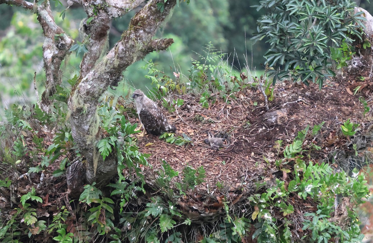 New Guinea Eagle - ML627395362