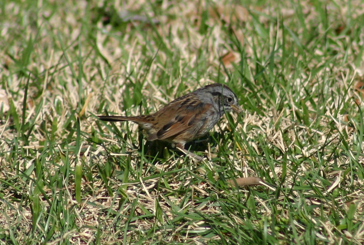 Swamp Sparrow - David  Clark