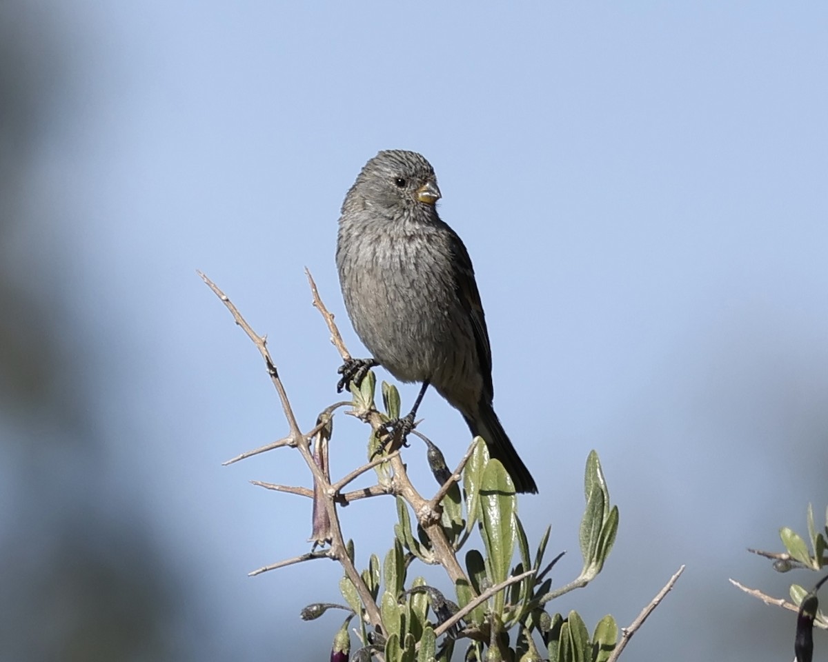 Band-tailed Seedeater - ML627395638