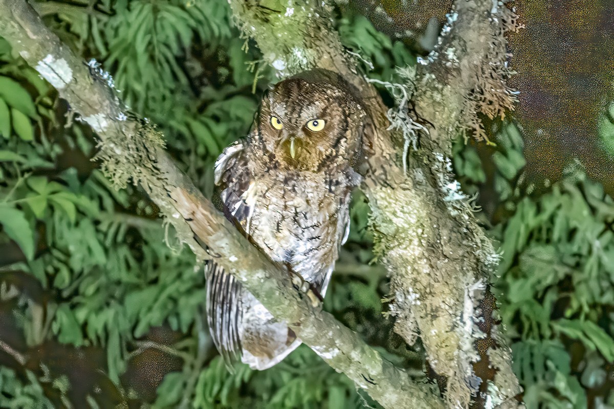 Montane Forest Screech-Owl - ML627395665