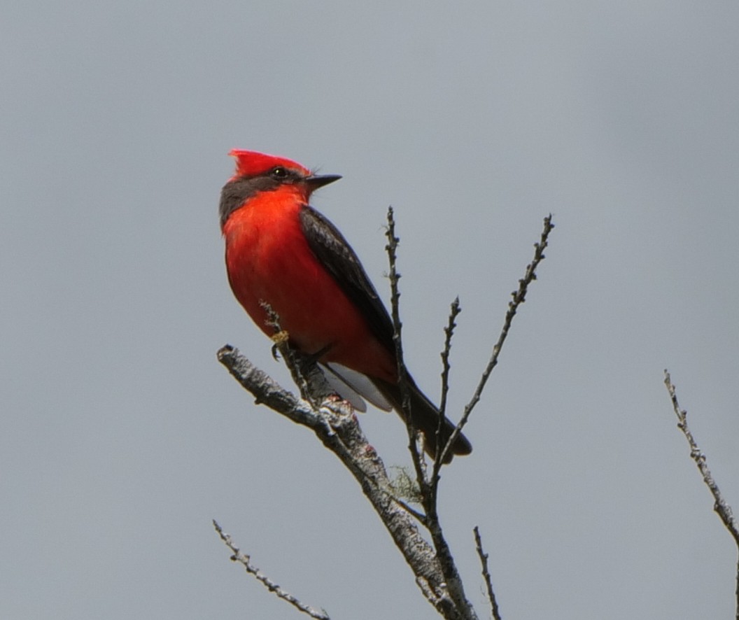 Vermilion Flycatcher (Austral) - ML627395761