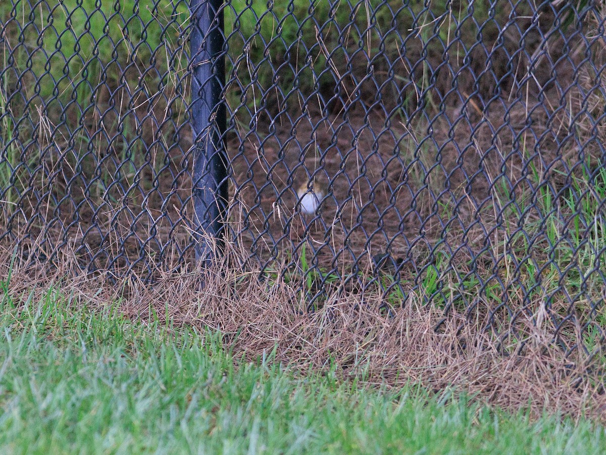 Catharus sp. - ML627395860