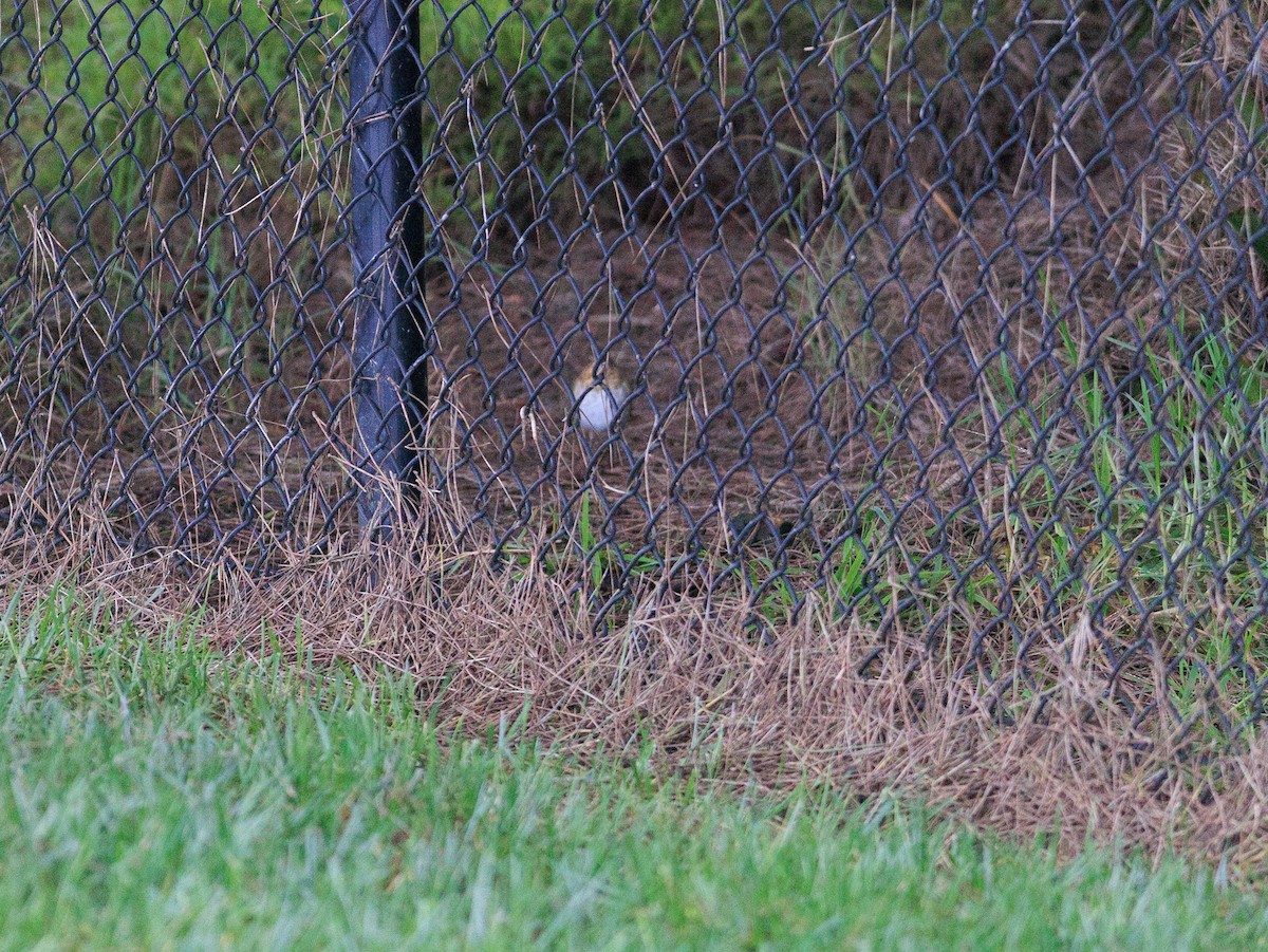 Catharus sp. - ML627395861