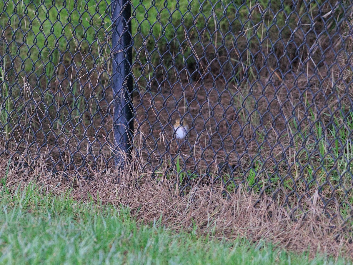 Catharus sp. - ML627395862