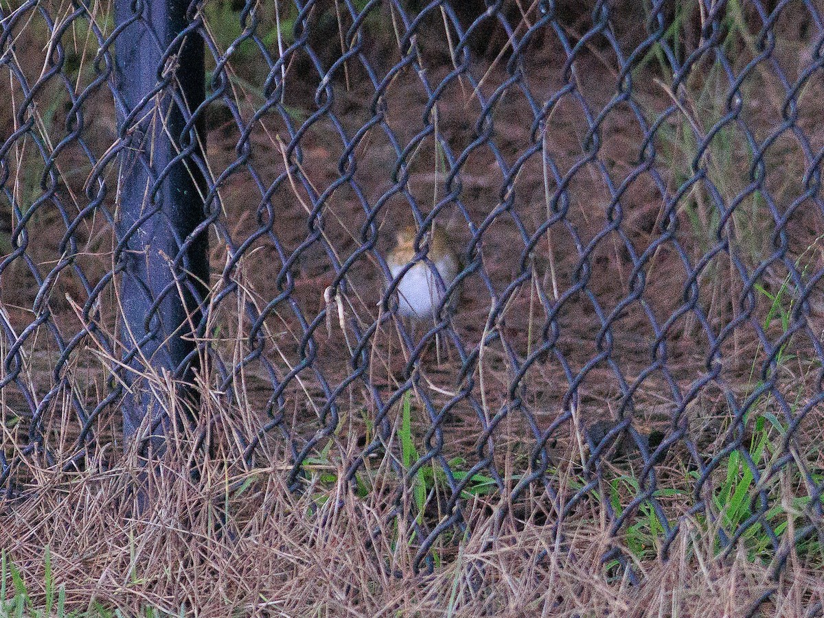 Catharus sp. - ML627395864