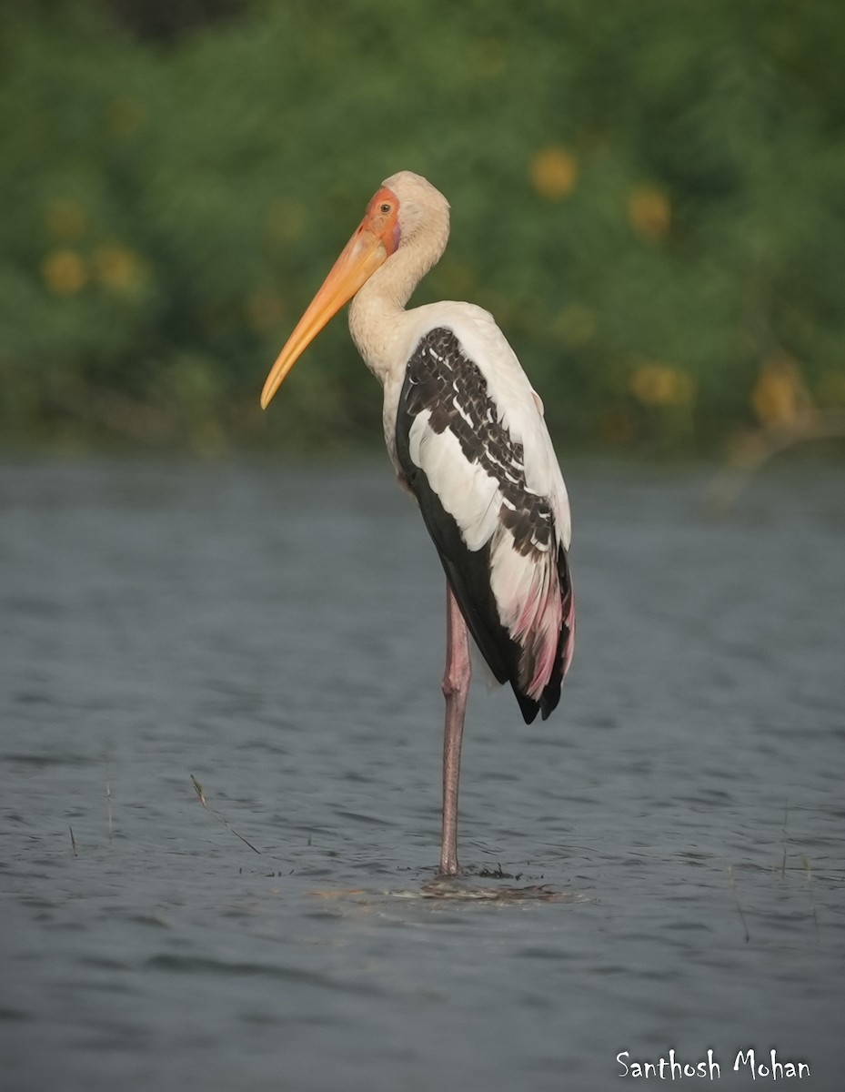 Painted Stork - ML627395973