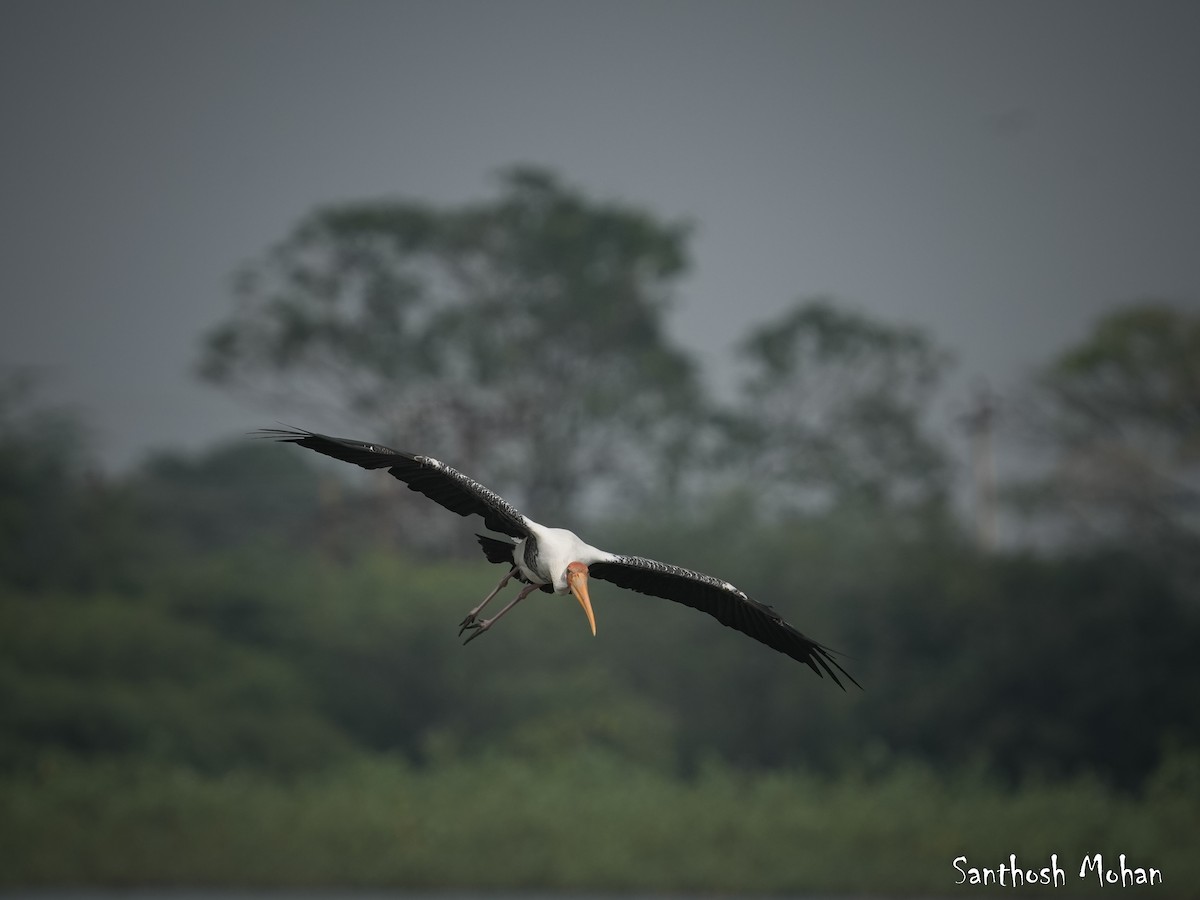 Painted Stork - ML627395974