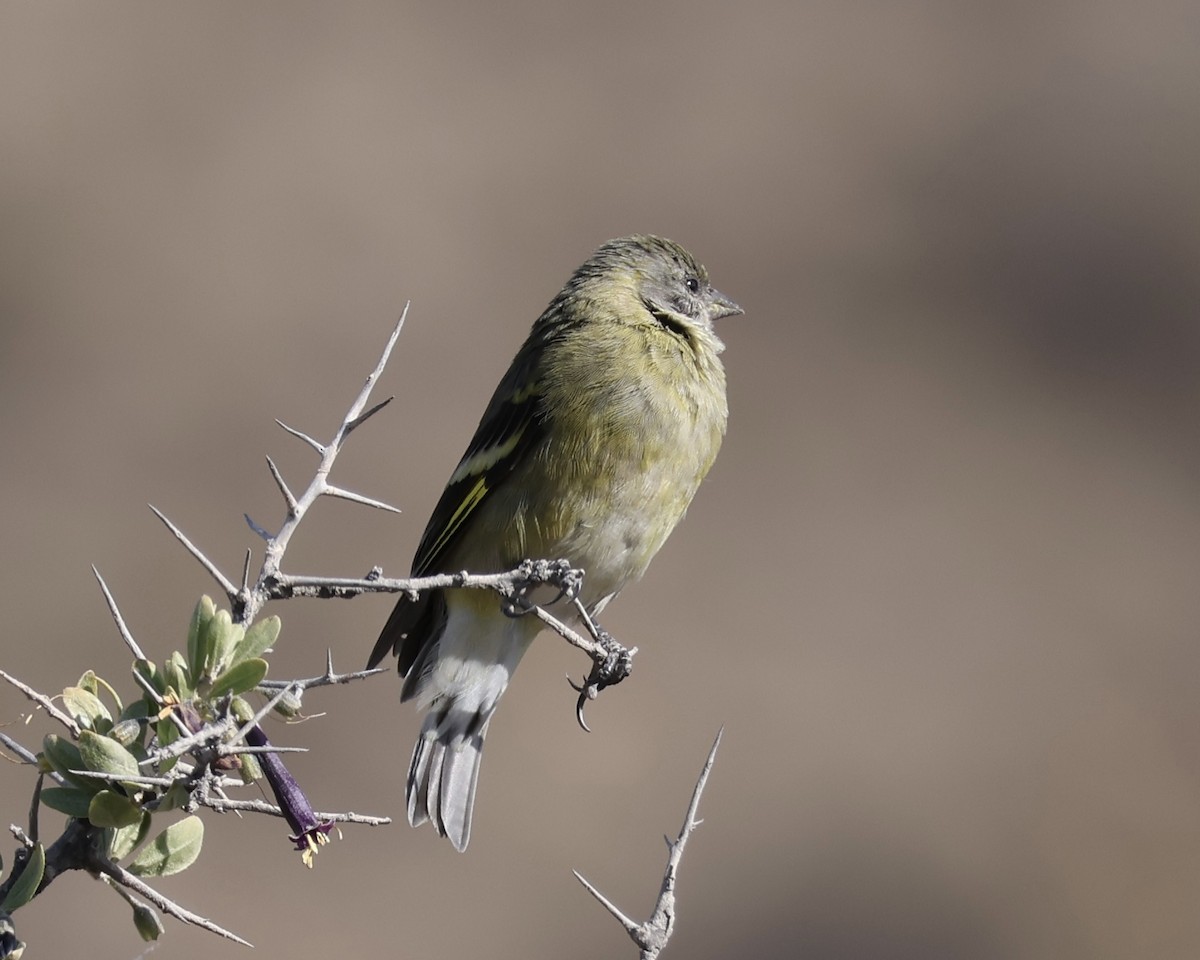 Hooded Siskin - ML627395998