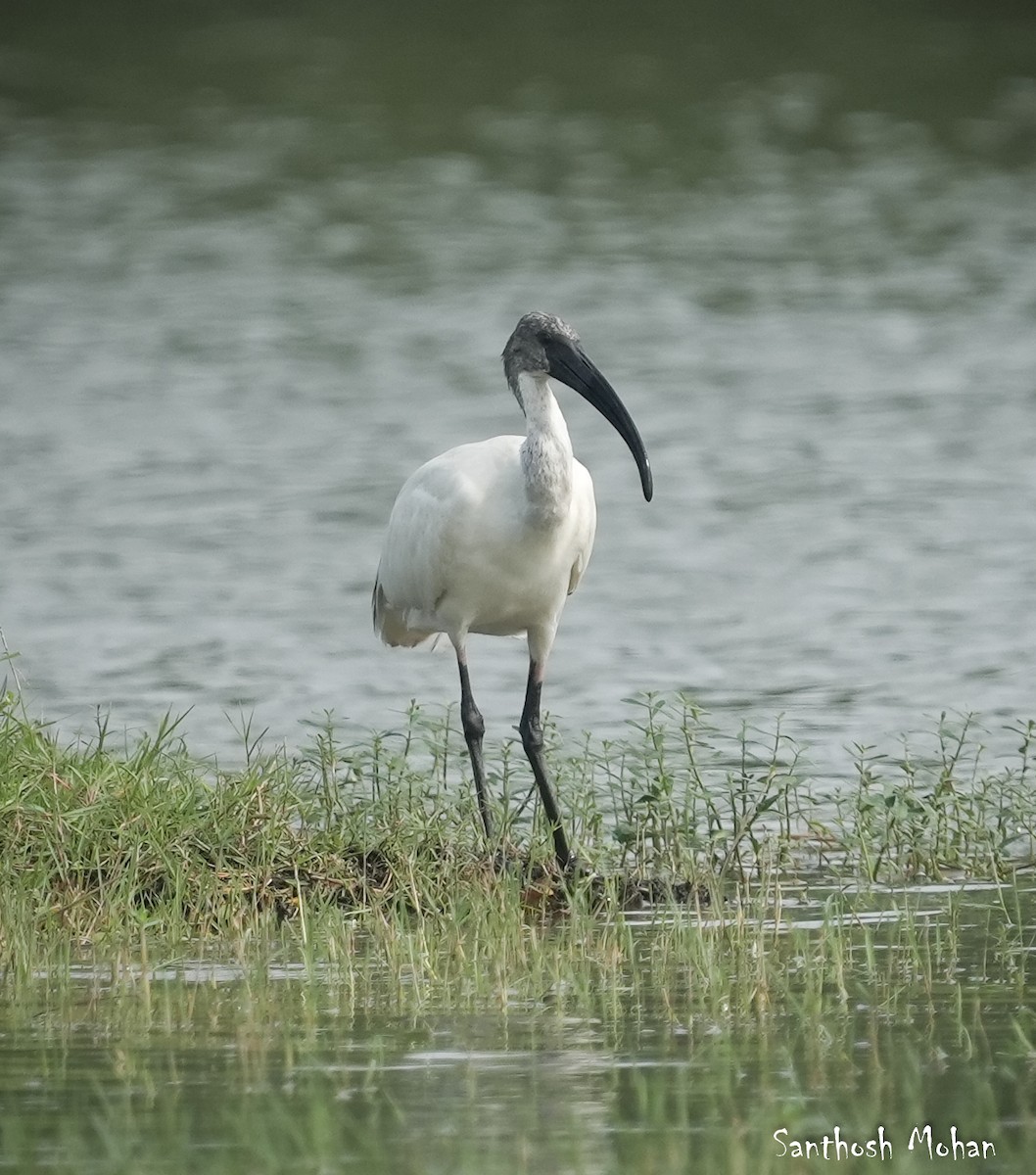 Black-headed Ibis - ML627396008