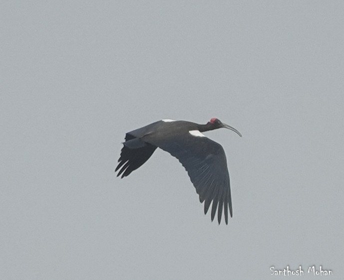 Red-naped Ibis - ML627396049