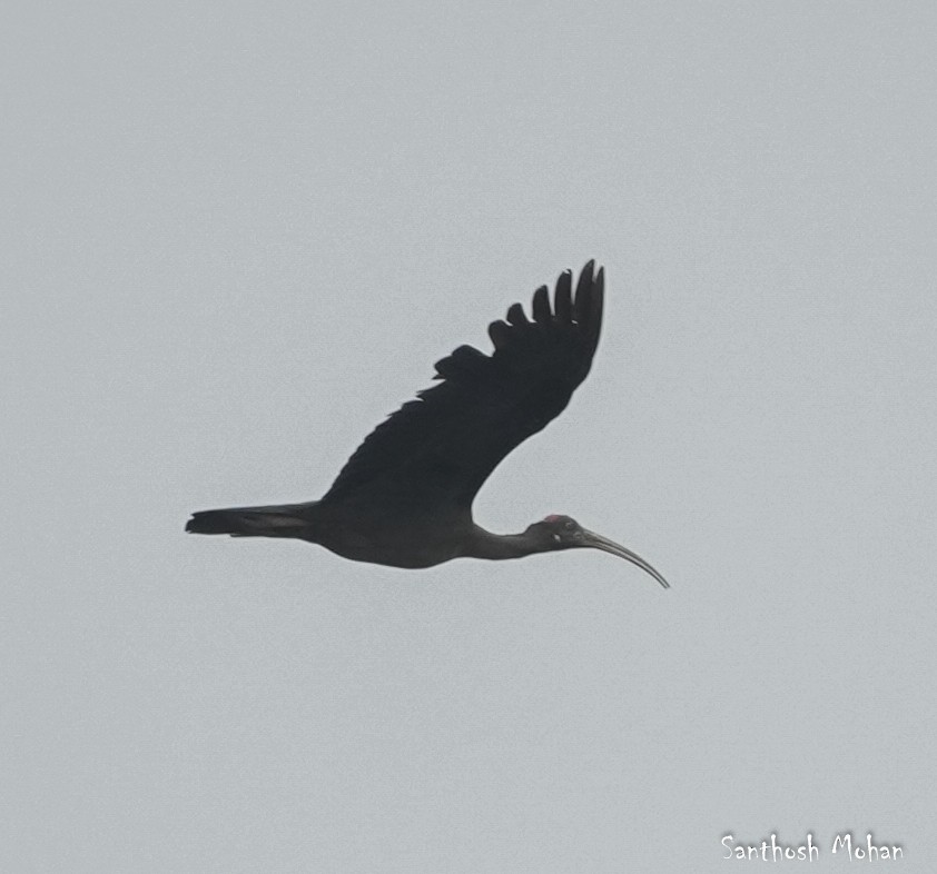 Red-naped Ibis - ML627396050