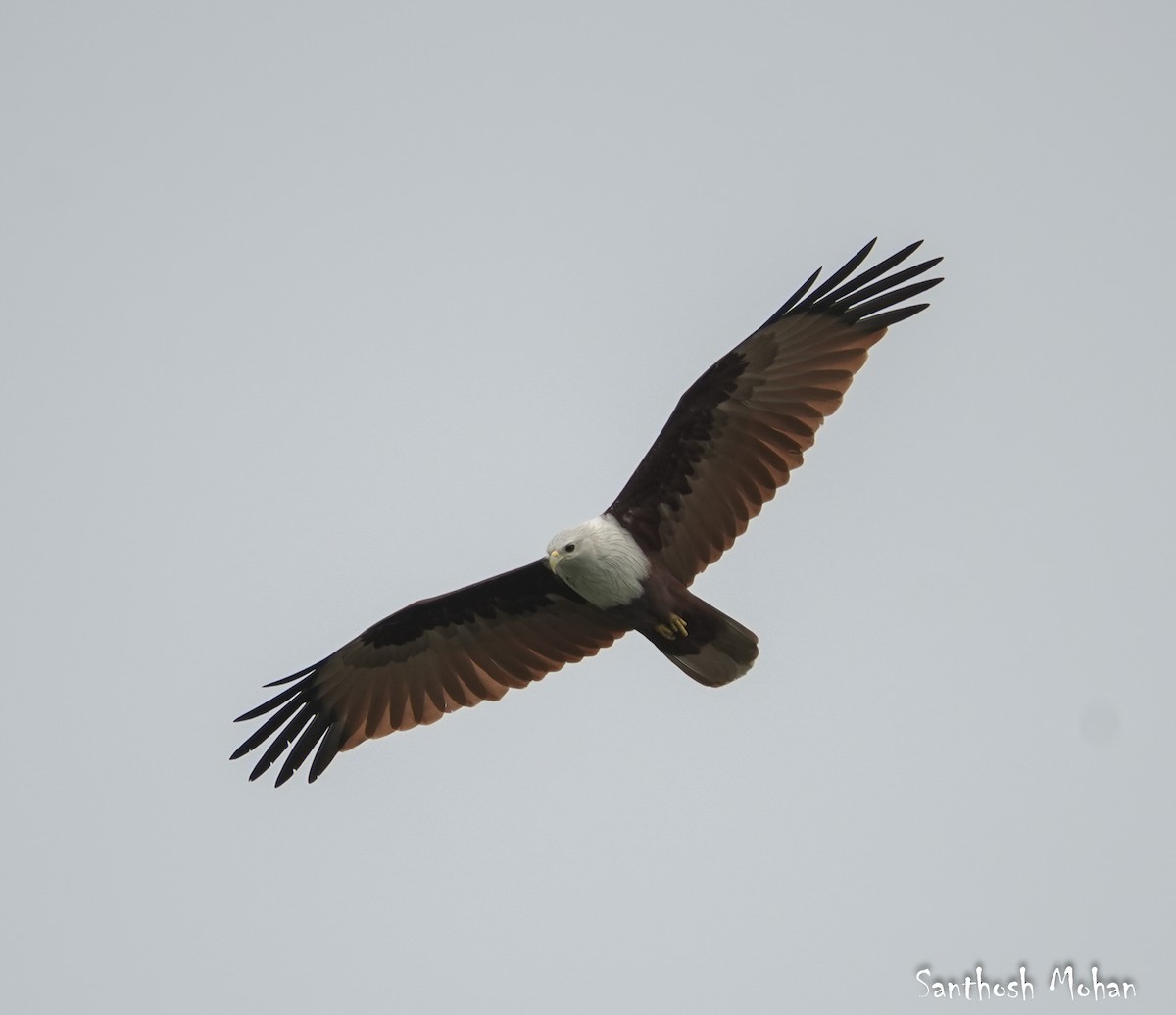 Brahminy Kite - ML627396084