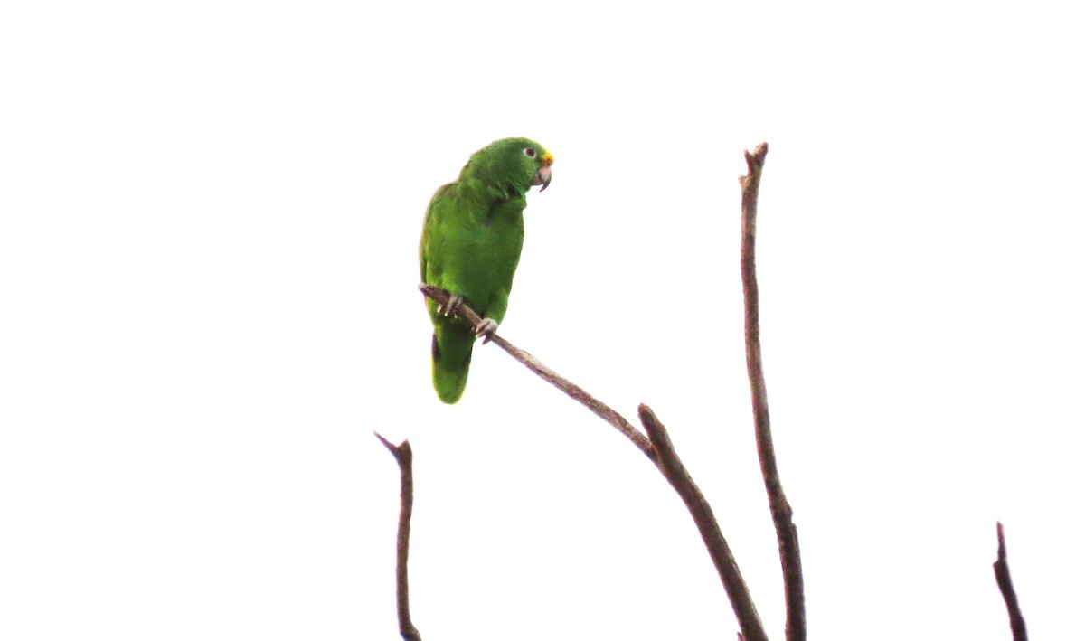 Yellow-crowned Amazon - ML627396135