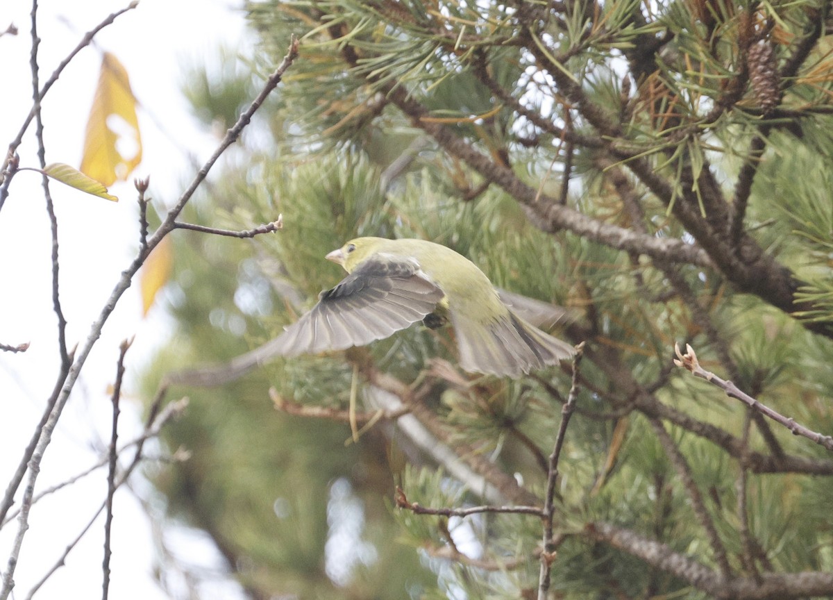 Scarlet Tanager - ML627396144