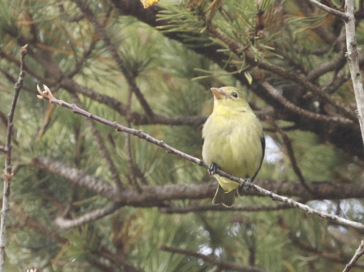 Scarlet Tanager - ML627396145