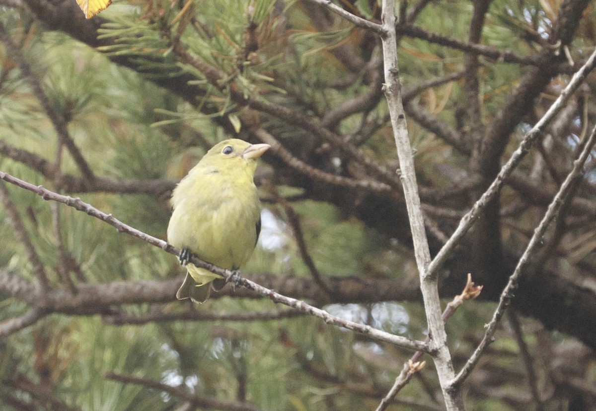 Scarlet Tanager - ML627396146