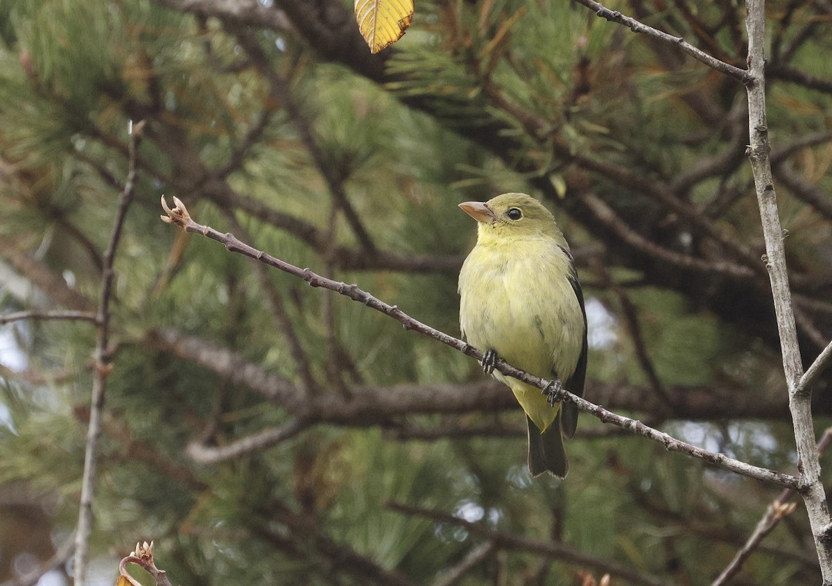 Scarlet Tanager - ML627396147