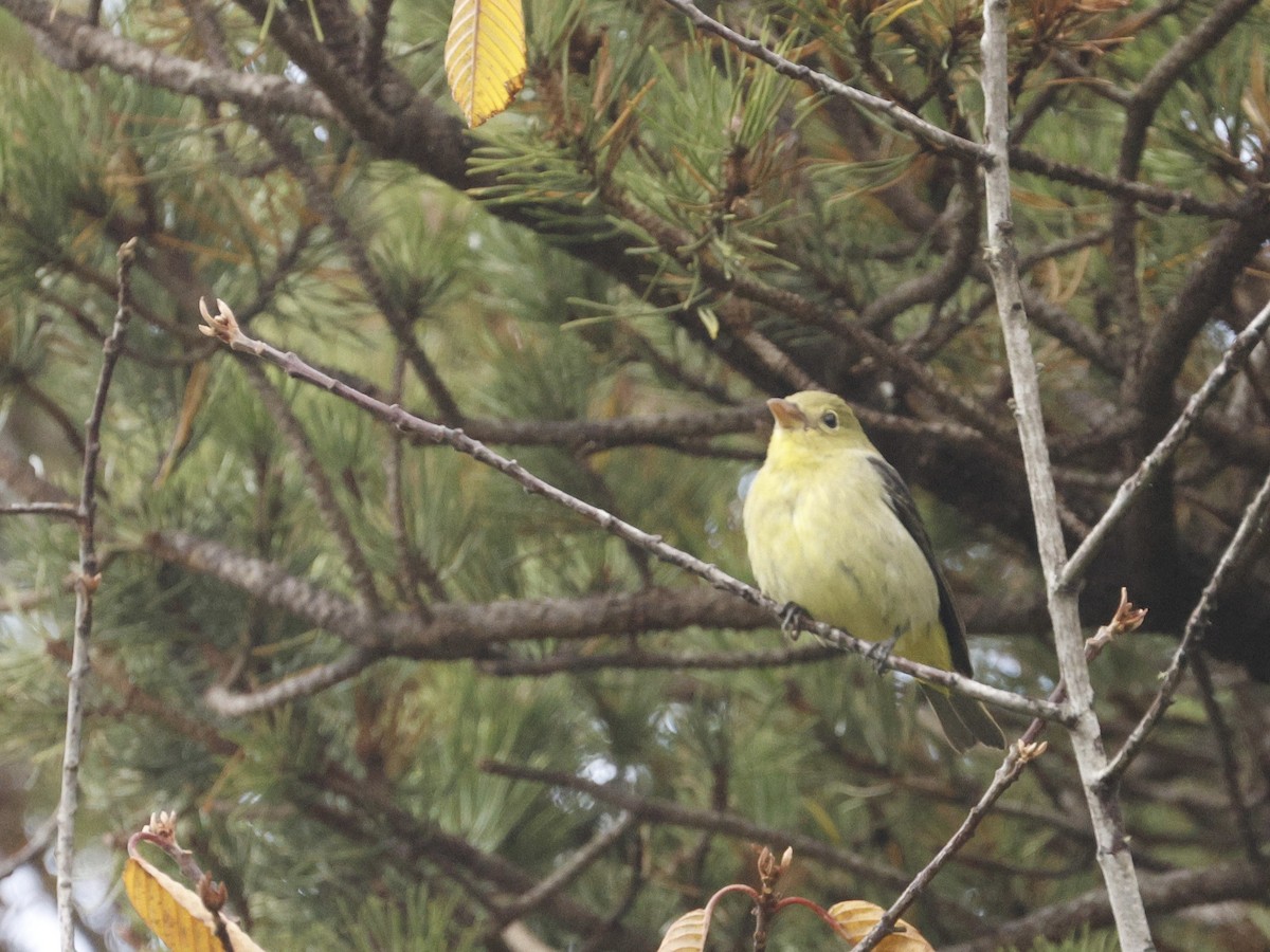 Scarlet Tanager - ML627396148