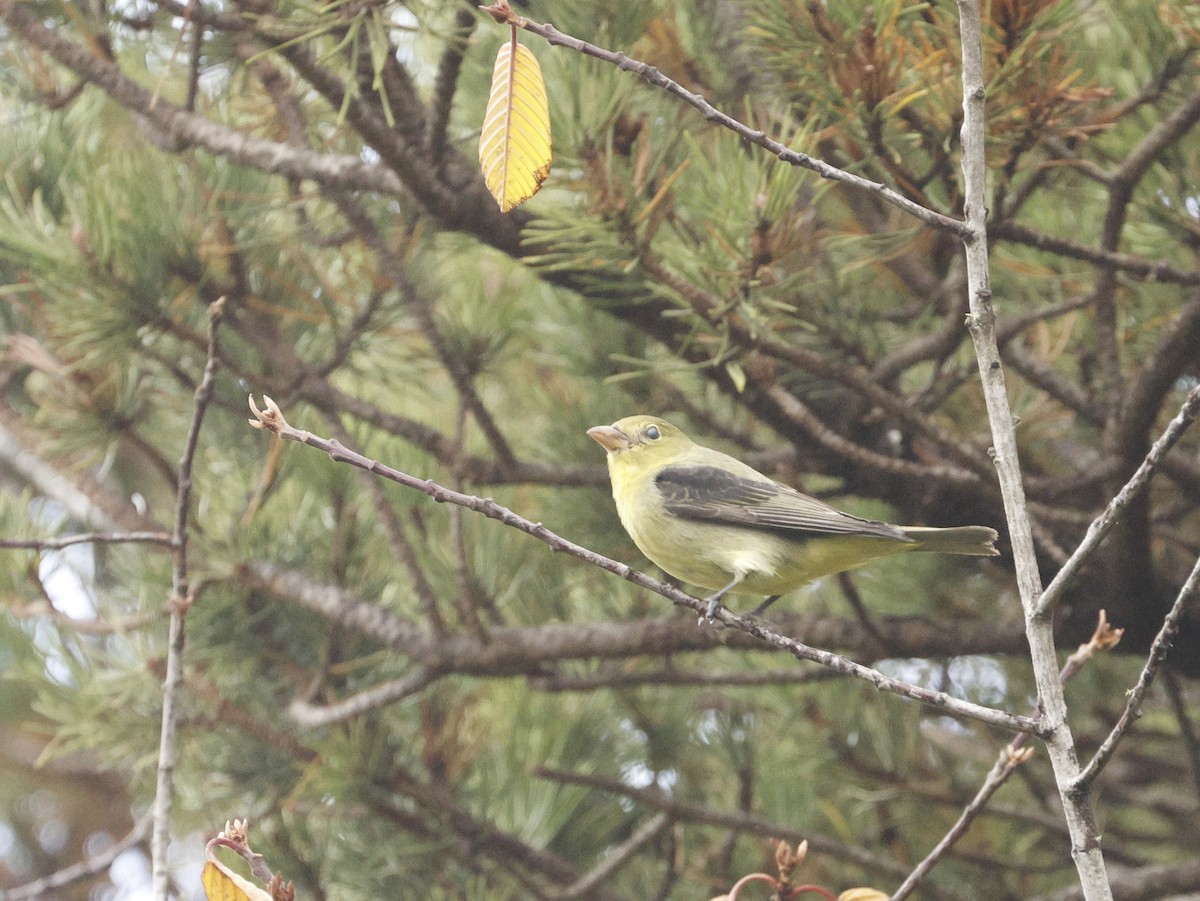 Scarlet Tanager - ML627396149