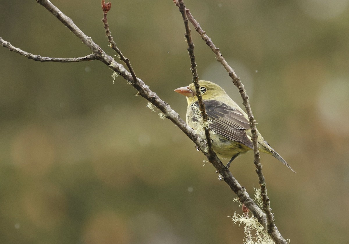 Scarlet Tanager - ML627396150
