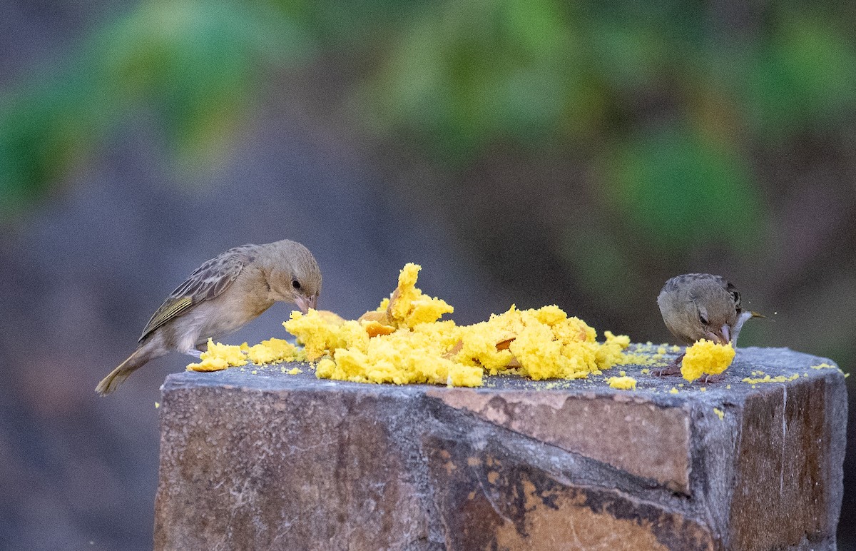 Rüppell's Weaver - ML627396178