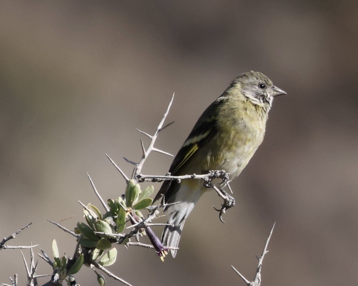 Hooded Siskin - ML627396190