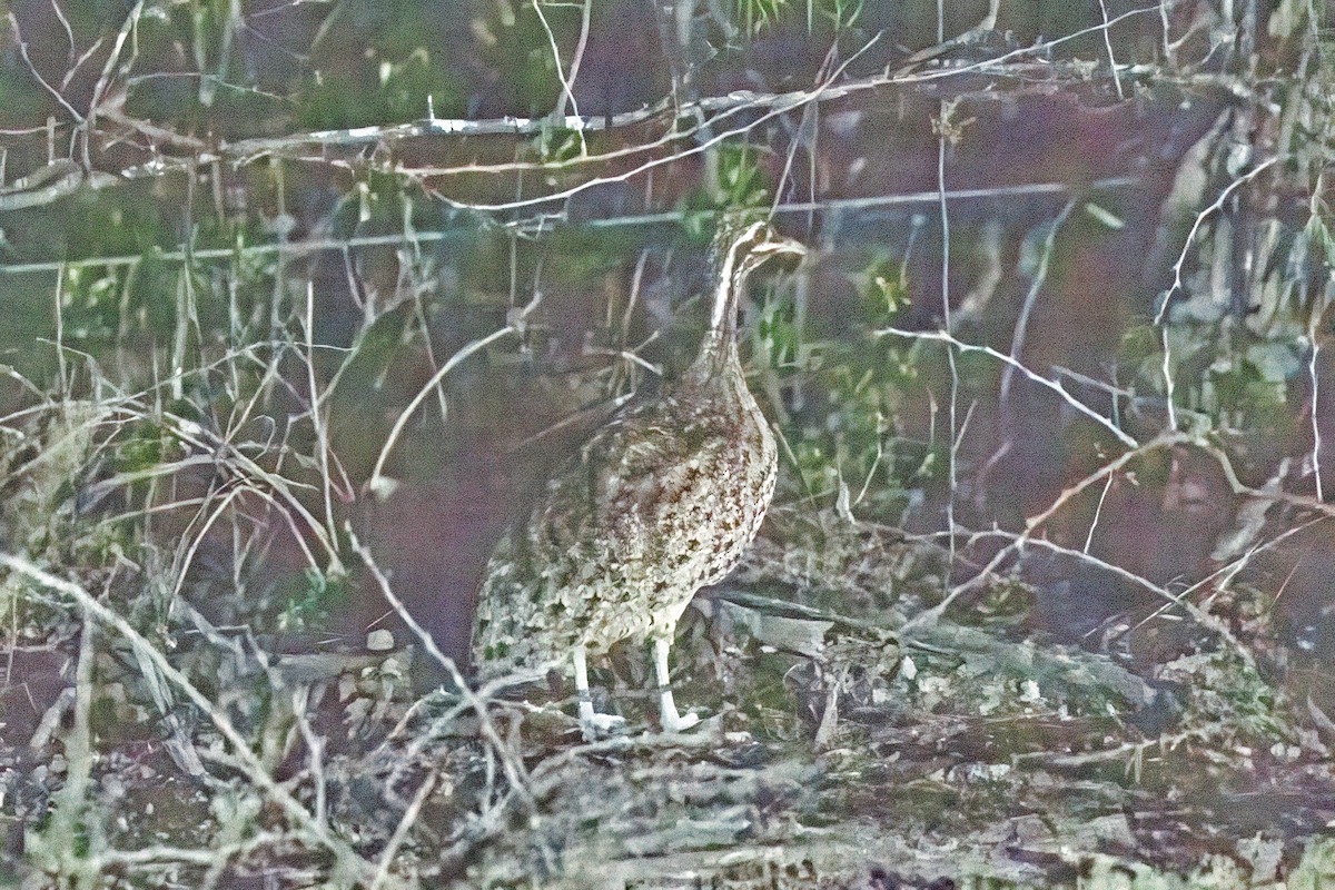 Quebracho Crested-Tinamou - ML627396462