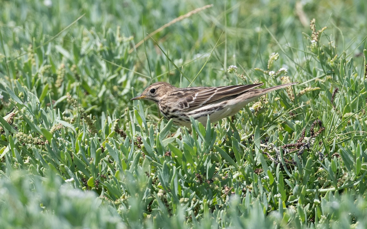 Red-throated Pipit - ML627396694