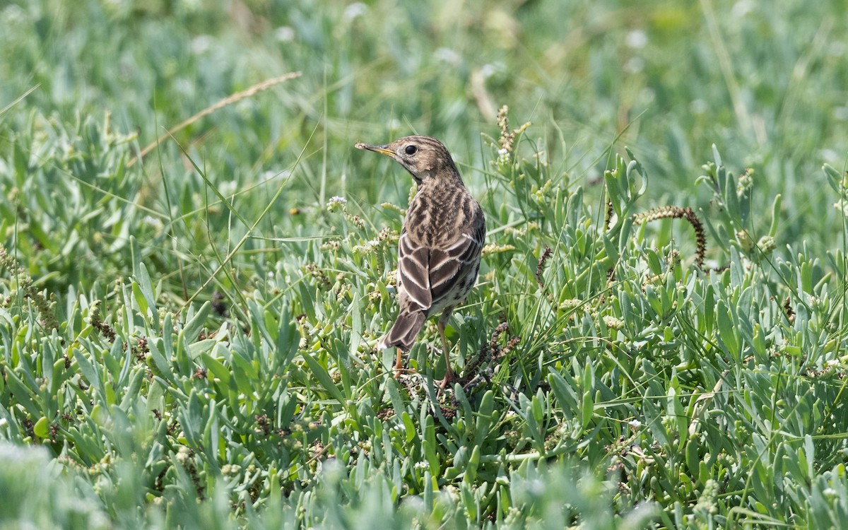 Red-throated Pipit - ML627396695