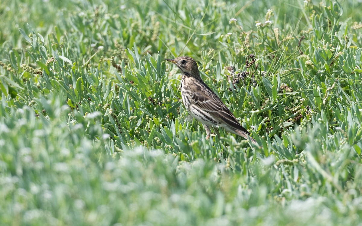 Red-throated Pipit - ML627396696