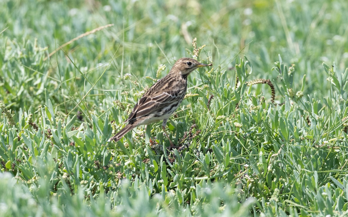 Red-throated Pipit - ML627396697