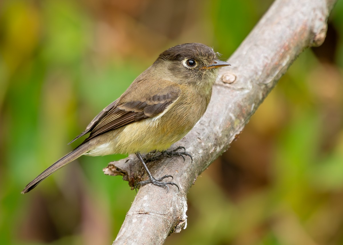 Black-capped Flycatcher - ML627396698
