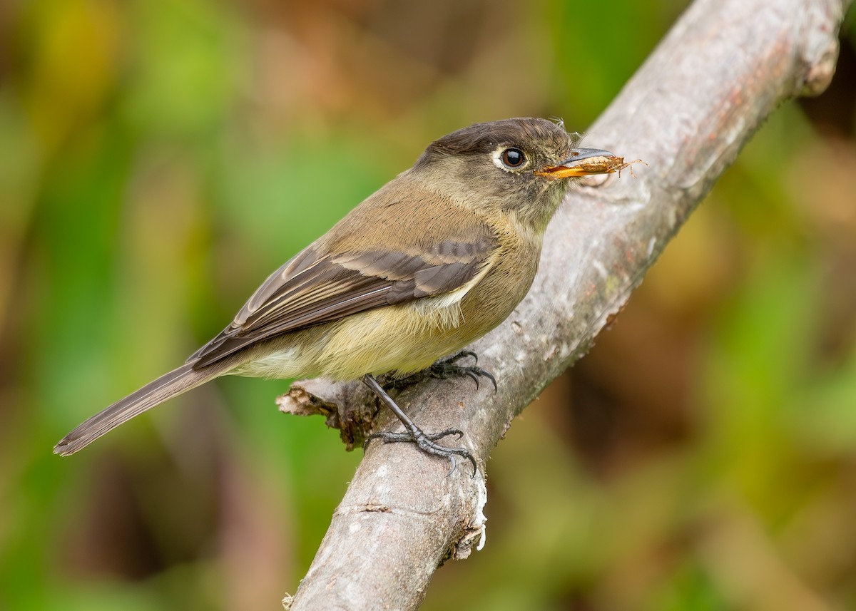 Black-capped Flycatcher - ML627396701