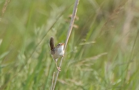 Grass Wren (Pampas) - ML627396807
