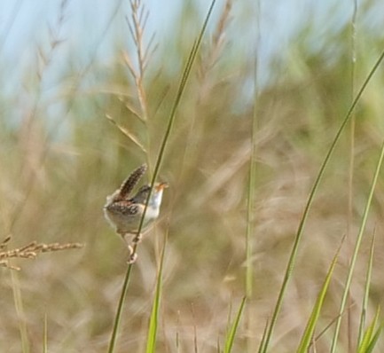 Grass Wren (Pampas) - ML627396813