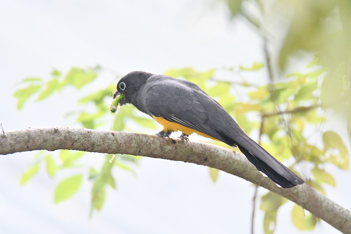 Black-headed Trogon - ML627397033