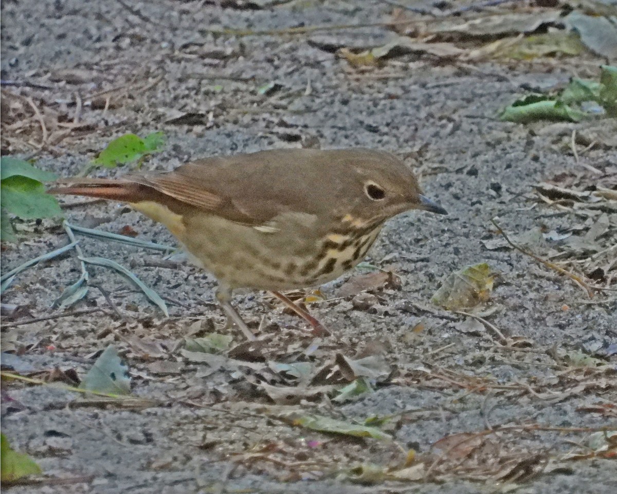 Hermit Thrush - ML627397053