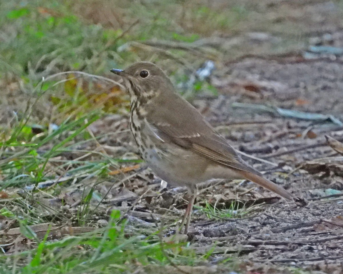 Hermit Thrush - ML627397090