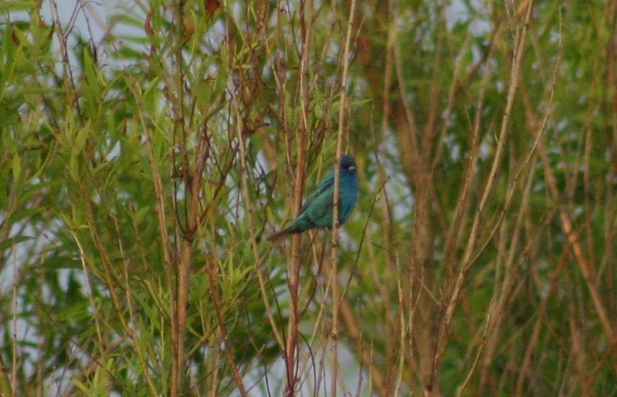 Indigo Bunting - David  Clark