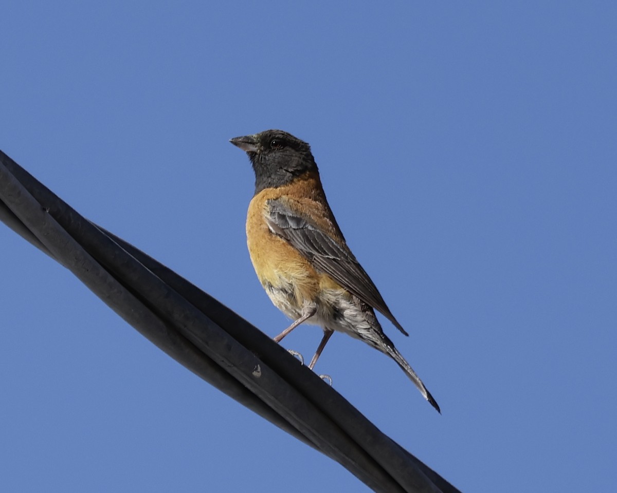 Black-hooded Sierra Finch - ML627397378